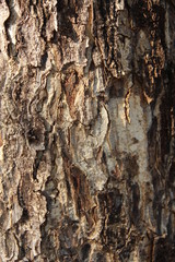 Late afternoon sunlight shines upon brown highly textured tree barks naturally creating interesting intricate pattern which can be used as background.