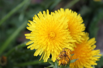 Yellow flowers dandelions close-up wallpaper