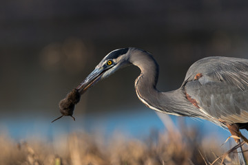 Heron Hunting II