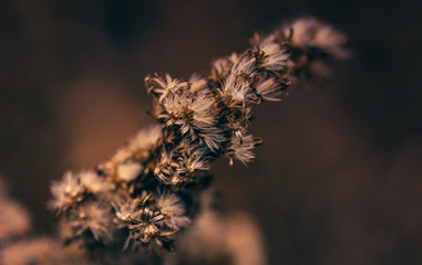 Fading nature in autumn plants