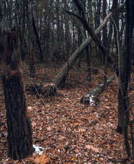 Fading nature in autumn plants