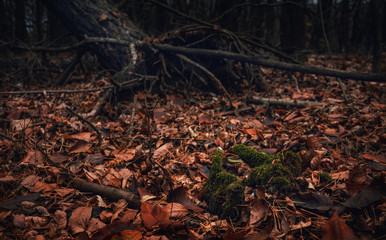Fading nature in autumn plants