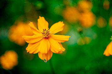 Cosmos flowers bloom in the winter.