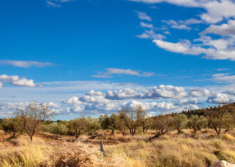 Fototapeta premium ..An olive grove view in a cloudy and sunny day. Copy space.