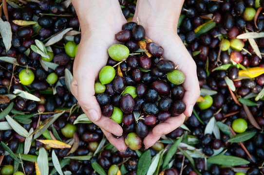 Hands Holding Harvested Olives In Olives Orchard