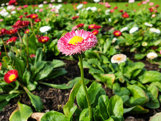red and white flowers in the garden