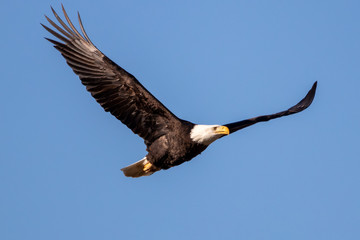 bald eagle in flight
