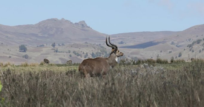 majestic male of endemic very rare Mountain nyala, Tragelaphus buxtoni, big antelope in Bale mountain National Park, Ethiopia, Africa wildlife