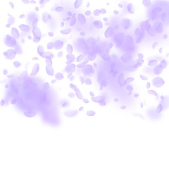 Violet flower petals falling down. Posh romantic f