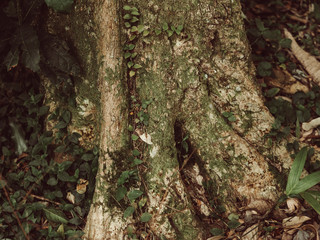 Trunk