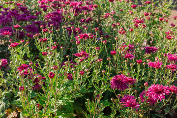 Flowering purple chrysanthemums on the flower bed