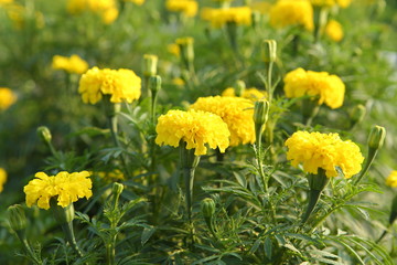 Fototapeta premium Marigold in the garden