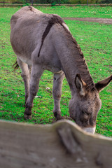 Fototapeta premium Donkey standing in Dutch petting zoo