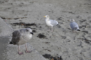 seagulls on the beach