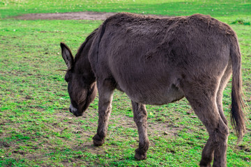 Fototapeta premium Donkey standing in Dutch petting zoo