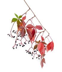 Branch of maiden grapes with autumn leaves and berries