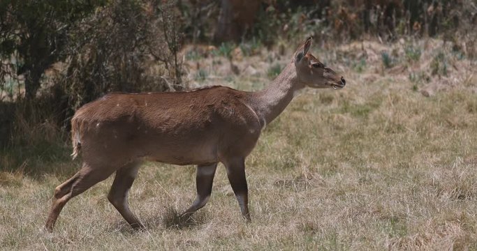 female of endemic very rare Mountain nyala, Tragelaphus buxtoni, big antelope in Bale mountain National Park, Ethiopia, Africa wildlife