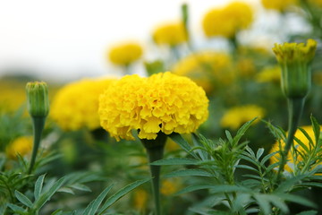 Marigold in the garden