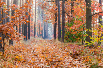 Fragment of deciduous and coniferous forest with footpath in autumn