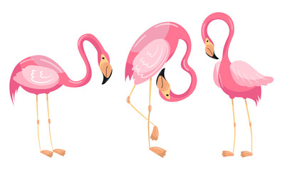 Fototapeta premium Beautiful Flamingo Vector Set Isolated On White Background