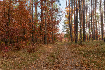 Fragment of the forest with dirt road in autumn