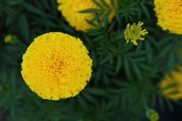 Marigold in the garden