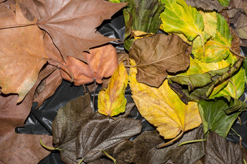 Beautiful bright colorful autumn leaf in the park.