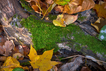 moss on fallen branch in autumn foliage
