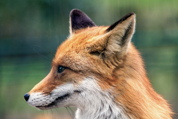  portrait of a wild animal red fox