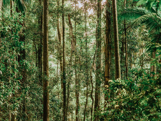 Fototapeta premium Light through trees