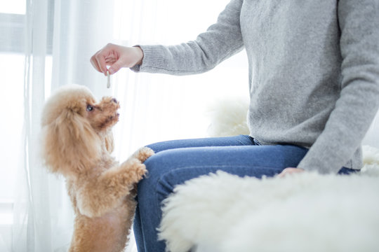 LWTWL0020306 Woman Feeding Cute Dog