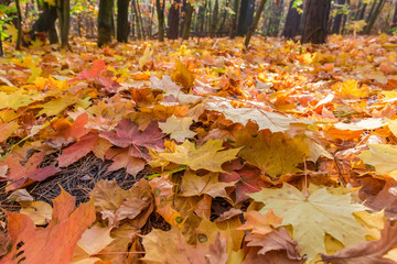 Fallen maple leaves in the autumn forest in selective focus