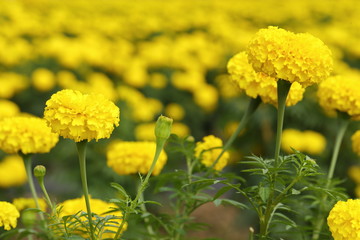 Marigold in the garden