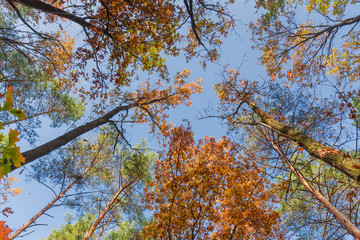 Trunks and branches of trees against the sky in autumn