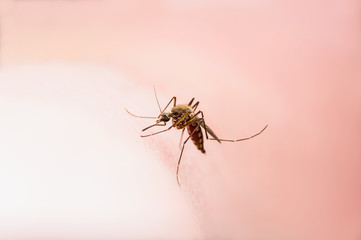 Malaria Infected Mosquito Skin Bite. Leishmaniasis, Encephalitis, Yellow Fever, Dengue, Malaria Disease, Mayaro or Zika Virus Infectious Culex Mosquito Parasite Insect Macro.