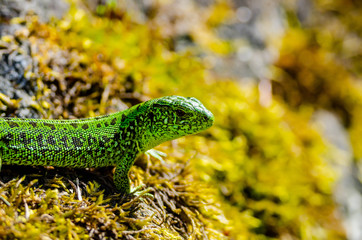 Male Lacerta Agilis Sand Lizard Reptile Animal Macro Close-up