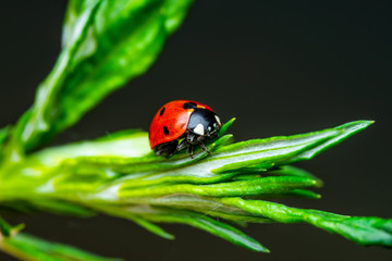 Ladybug Insect Crawling on Green Plant on Dark Background Macro