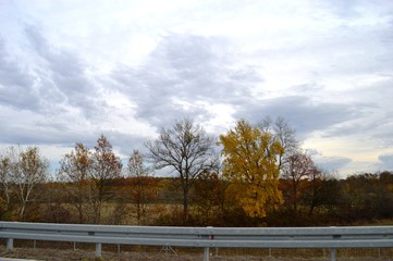 autumn trees by the side of the road