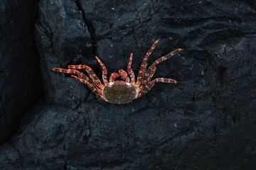 Crabe de Tenerife