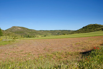 Green field and flat cereal in spring with hills on the sides on a sunny day with clear blue sky