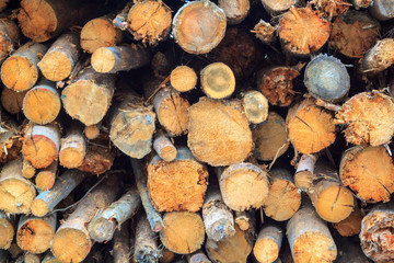 Logs cuts prepared for fireplace. Wall of stacked wood logs as background