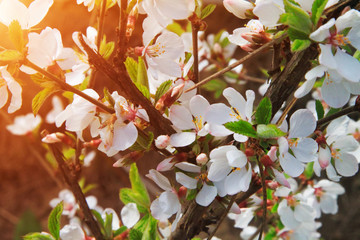 Obraz na płótnie Canvas white felt cherry blossoms lit by spring rays of sun