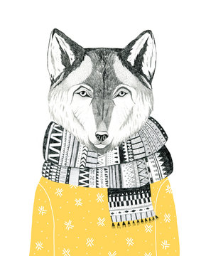 hand drawn wolf portrait in a scarf and a sweater, winter look