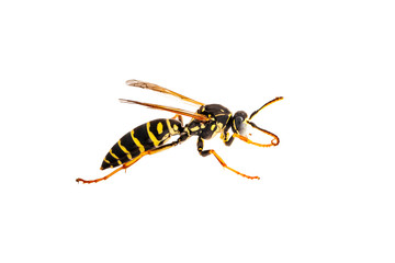 Yellow Jacket Wasp Insect Parasite Isolated on White Background