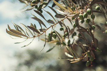 olive, branch of a tree