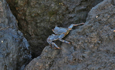 Crabe de Tenerife