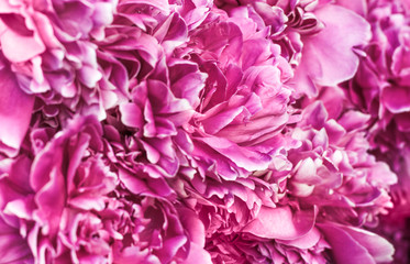 background of pale purple petals of peony flower