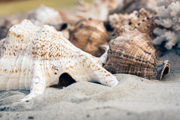 Seashells on the sand, summer beach background travel concept with copy space for text