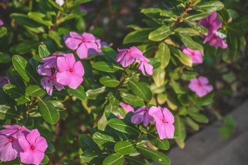 pink flowers in the garden
