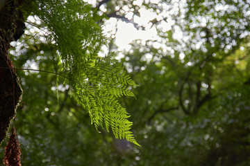 Fern in a tree